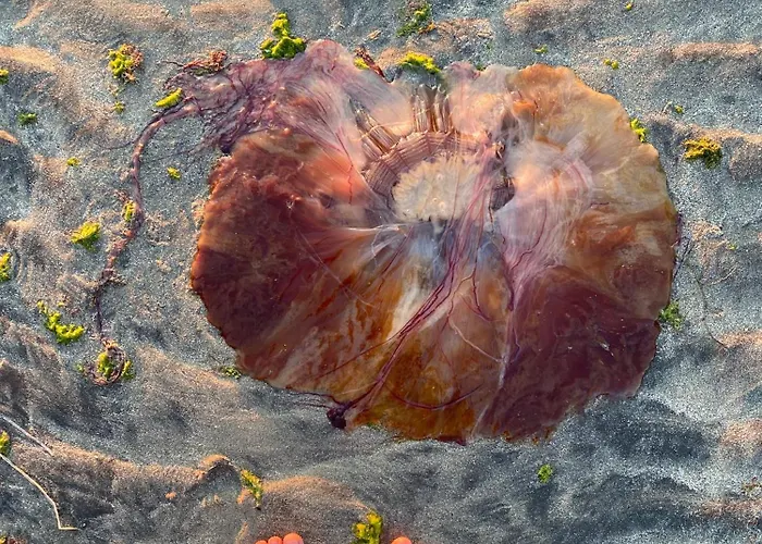 Nykmark - Eco House - Selva Konukevi